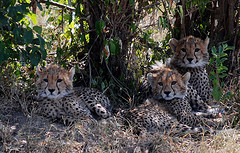 baby cheetah picture