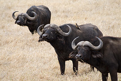 picture of buffalos-credit photo Stig Nygaard