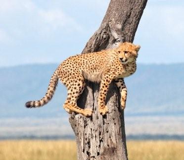 Cheetah pictures