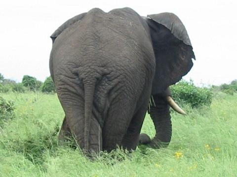 Big Five photo Big Five photo