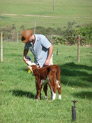 Danie feeding a veal