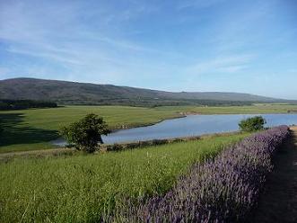 Hermanus country side