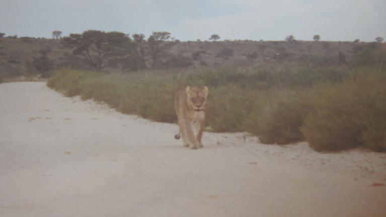 lion cub walking