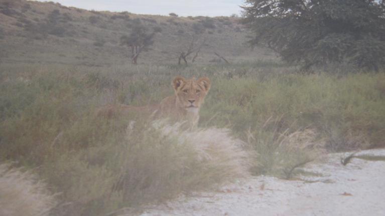 Picture of lion cub