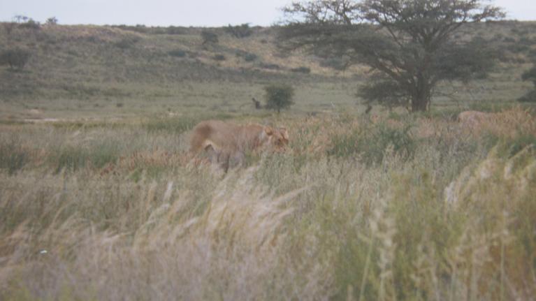 lion pictures in the bush