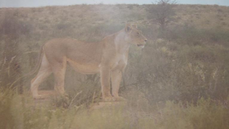 lioness picture