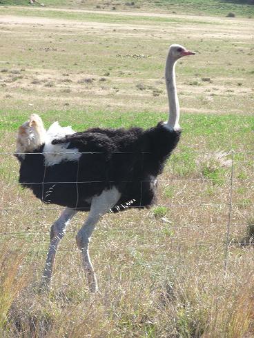 Picture of male ostrich