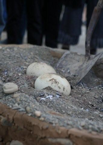 Picture of ostrich egg