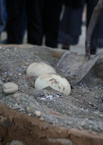 Picture of ostrich egg