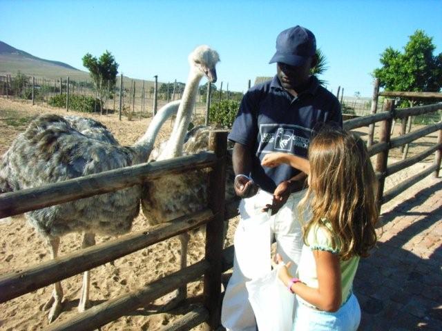 Ostrich boots, ostrich meat, ostrich feather...All you need in Cape Town!
