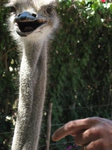 Ostrich pictures