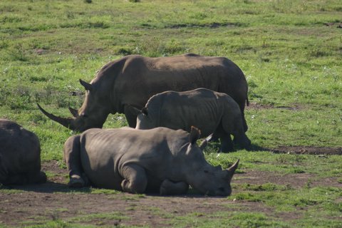 Picture of rhinoceros