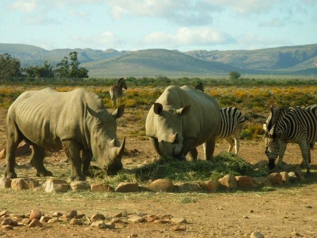 Picture of rhino Picture of rhino