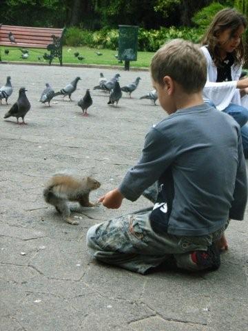 squirrel picture