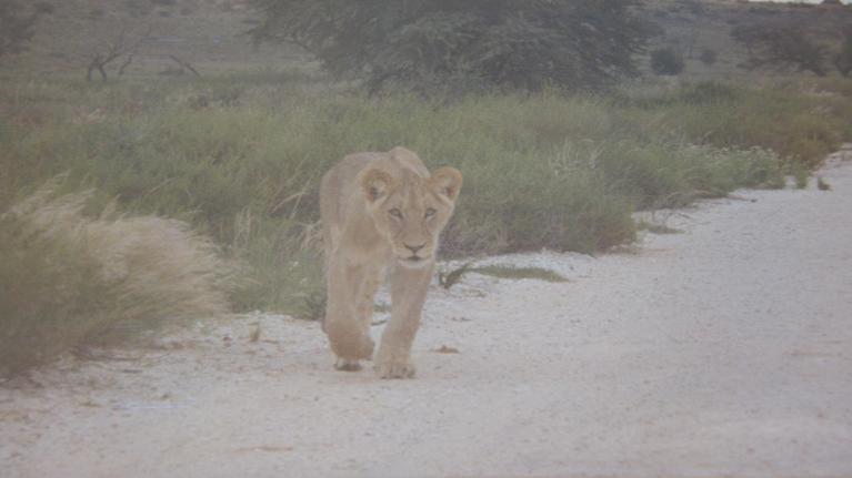 Sweet lion cob