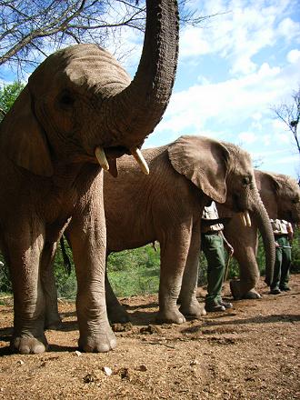 baby elephant walk