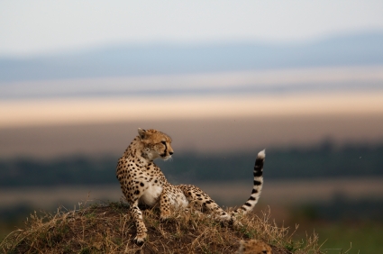 Cheetah pictures
