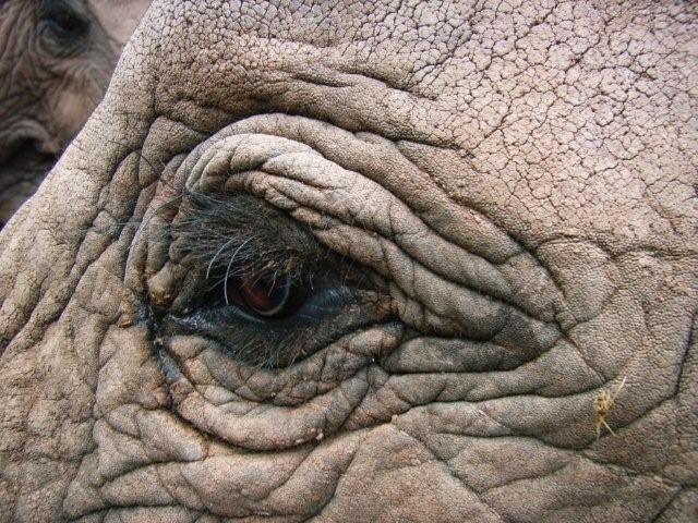 Elephant eye picture