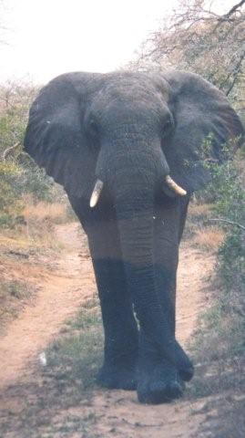 Baby elephant picture