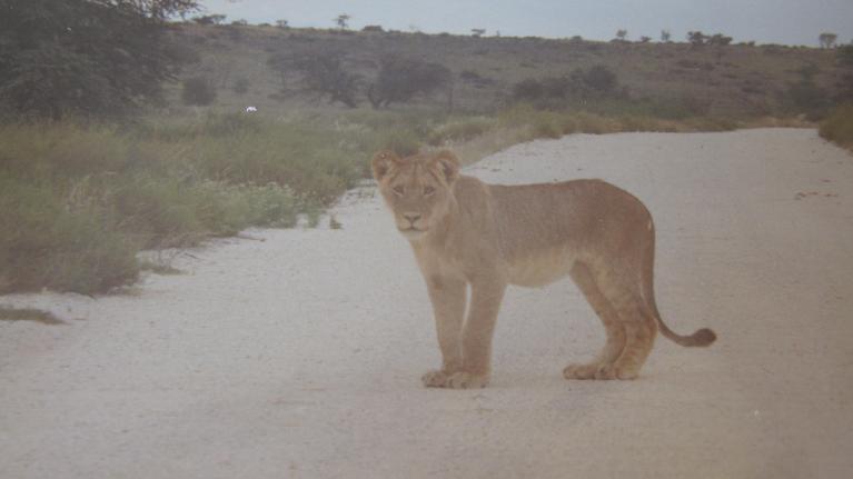 lion cub pictures