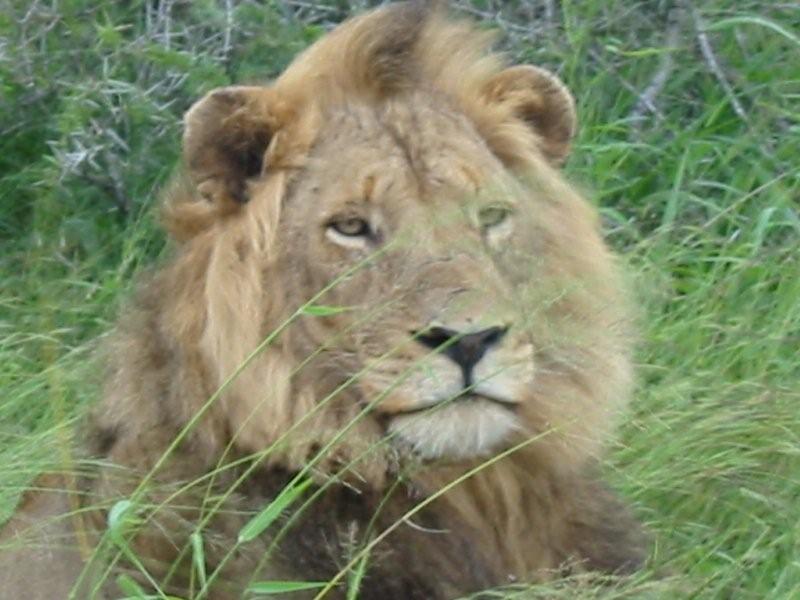 lion picture