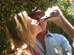 Ostrich picture