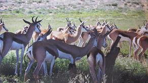 Springboks, Kalahari