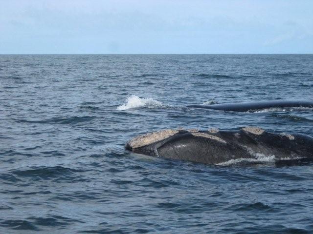 whale picture