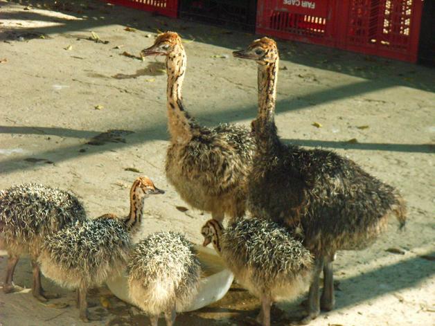 baby ostrich picture