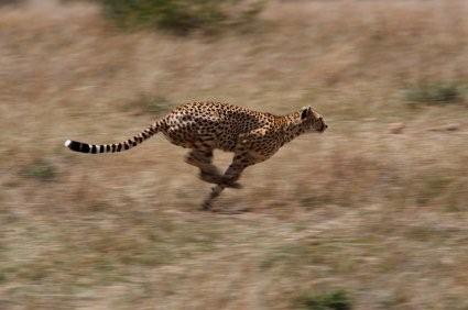 Picture of running cheetah