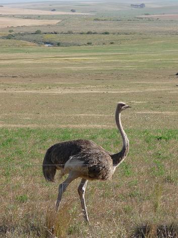 Picture of female ostrich