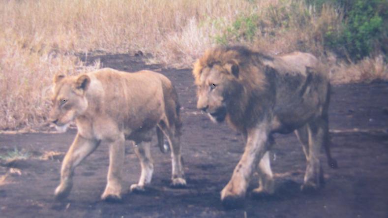 lion pictures lion pictures