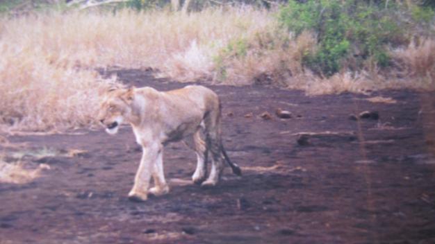 lion pictures lion pictures