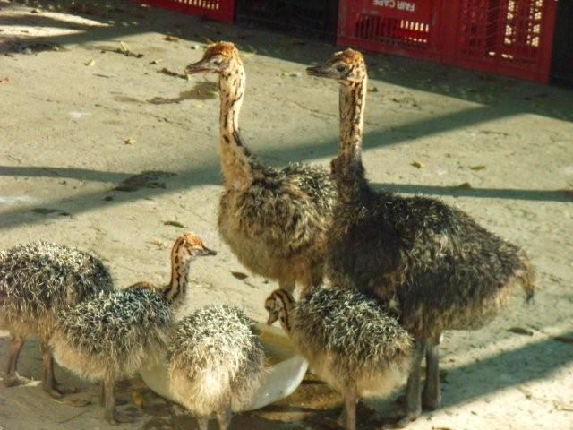 ostrich picture ostrich picture
