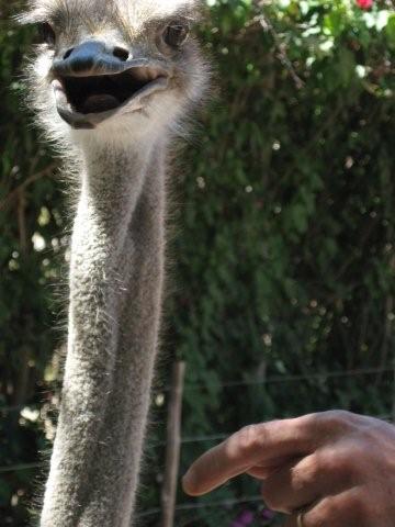 Ostrich pictures Ostrich pictures