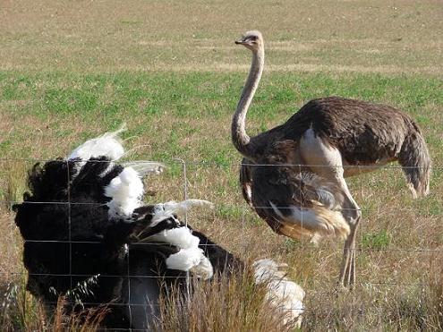 Picture of an ostrich lying down