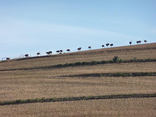 Picture of group of ostrich