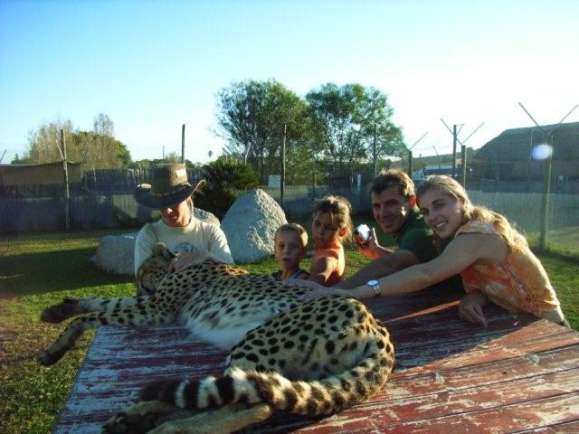 Cheetah pictures