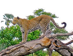 Leopard picture-Credit photo Edg 1