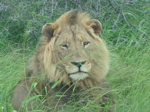 picture of lion