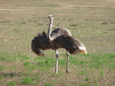 Picture of ostrich dance
