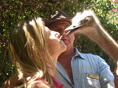 Ostrich picture
